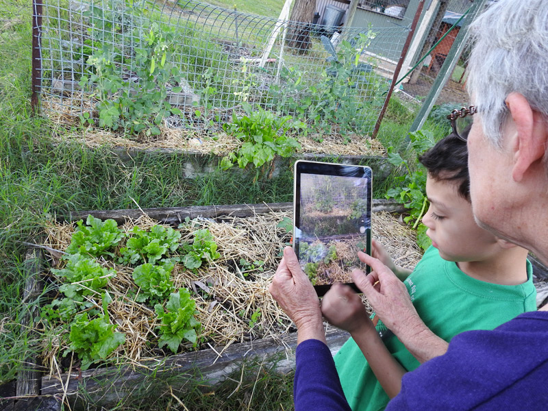 Elderly man in garden with young boy, using iPad to take photograph of garden plants.